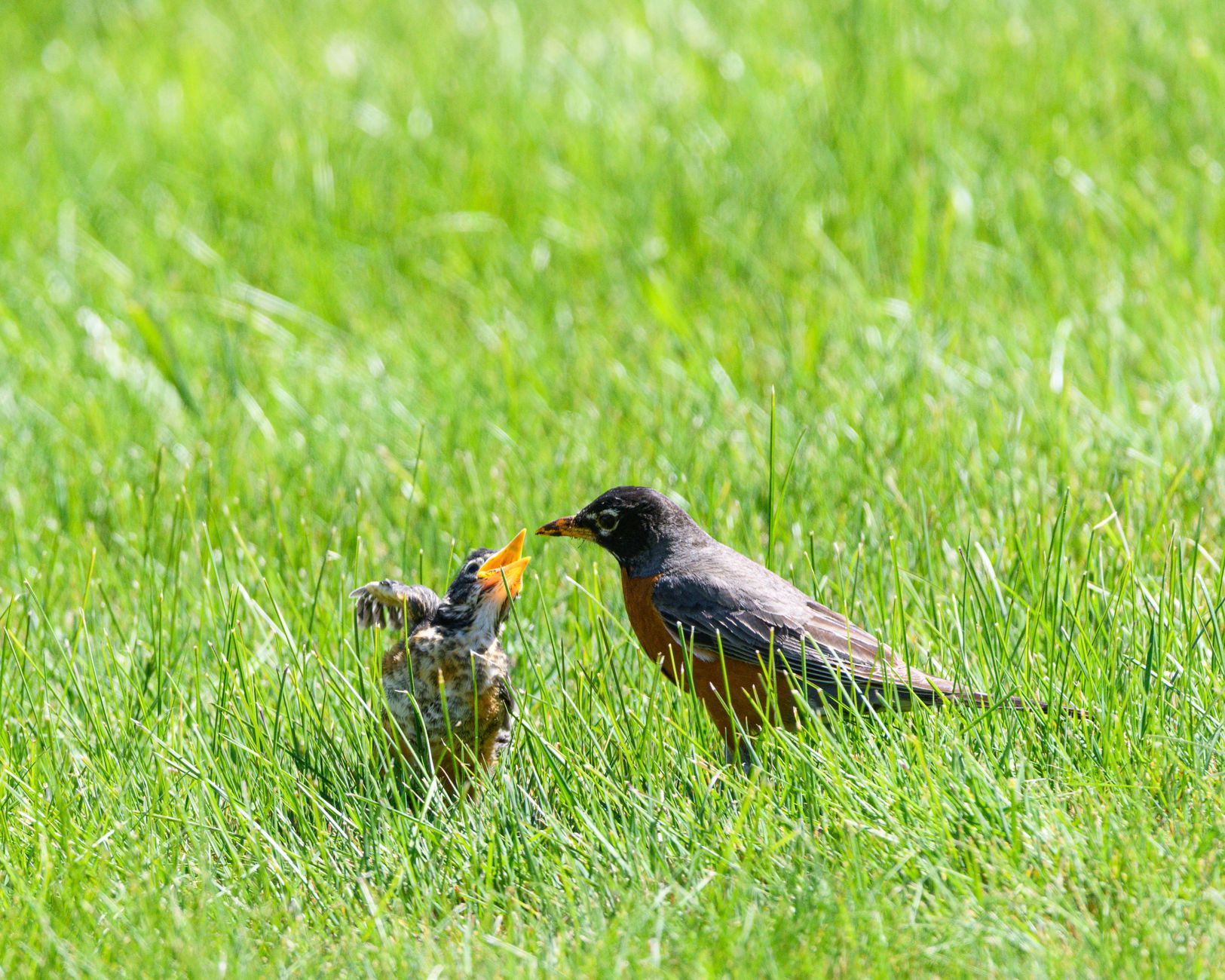 Feeding the lawn