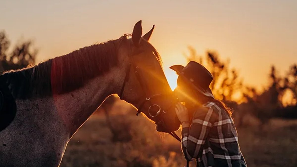 Horses quietly signal for human aid Horses quietly signal for human aid - horses communication