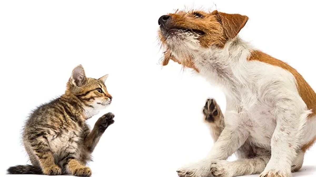 Persistent Itch Plaguing Your Pet Persistent Itch Plaguing Your Pet - pet itch