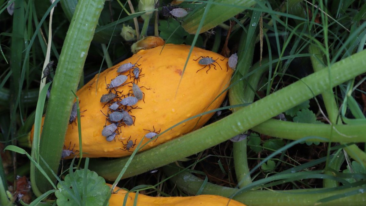 Banish squash bugs from your garden - squash bugs