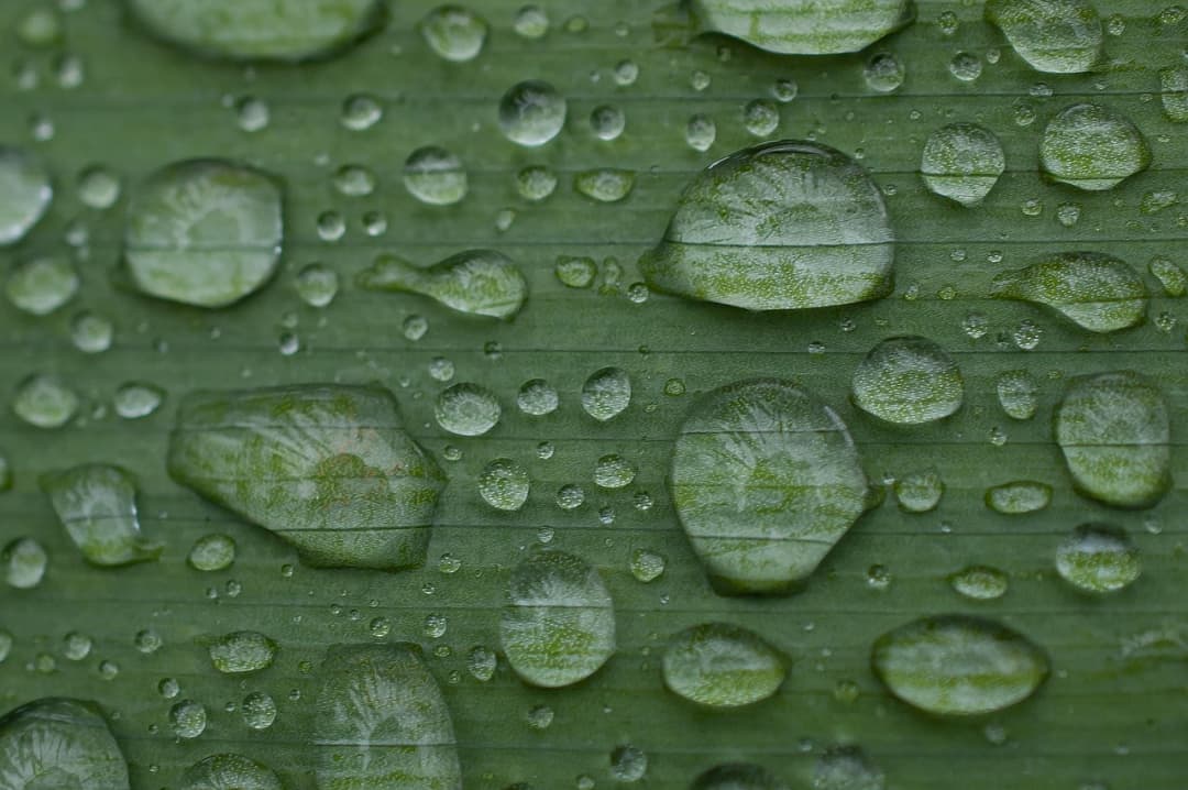 leaf, rain drops, water drops, droplets, close up, nature, macro