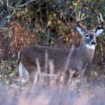Buck firearms season opens Nov. 24 across West Virginia