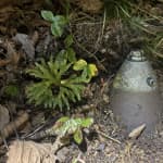 Hunter stumbles upon unexploded World War II mortar shell in Dolly Sods