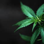 West Virginia has collected $34 million from its medical cannabis program. It hasn’t spent a penny.