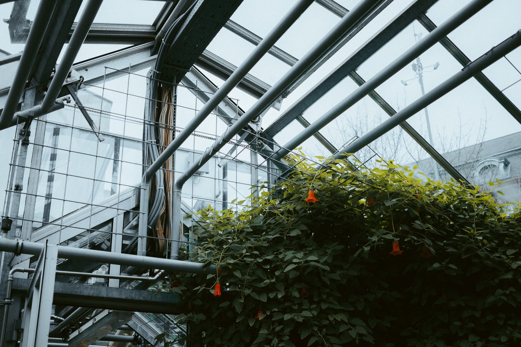 Basel Botanical Garden 008