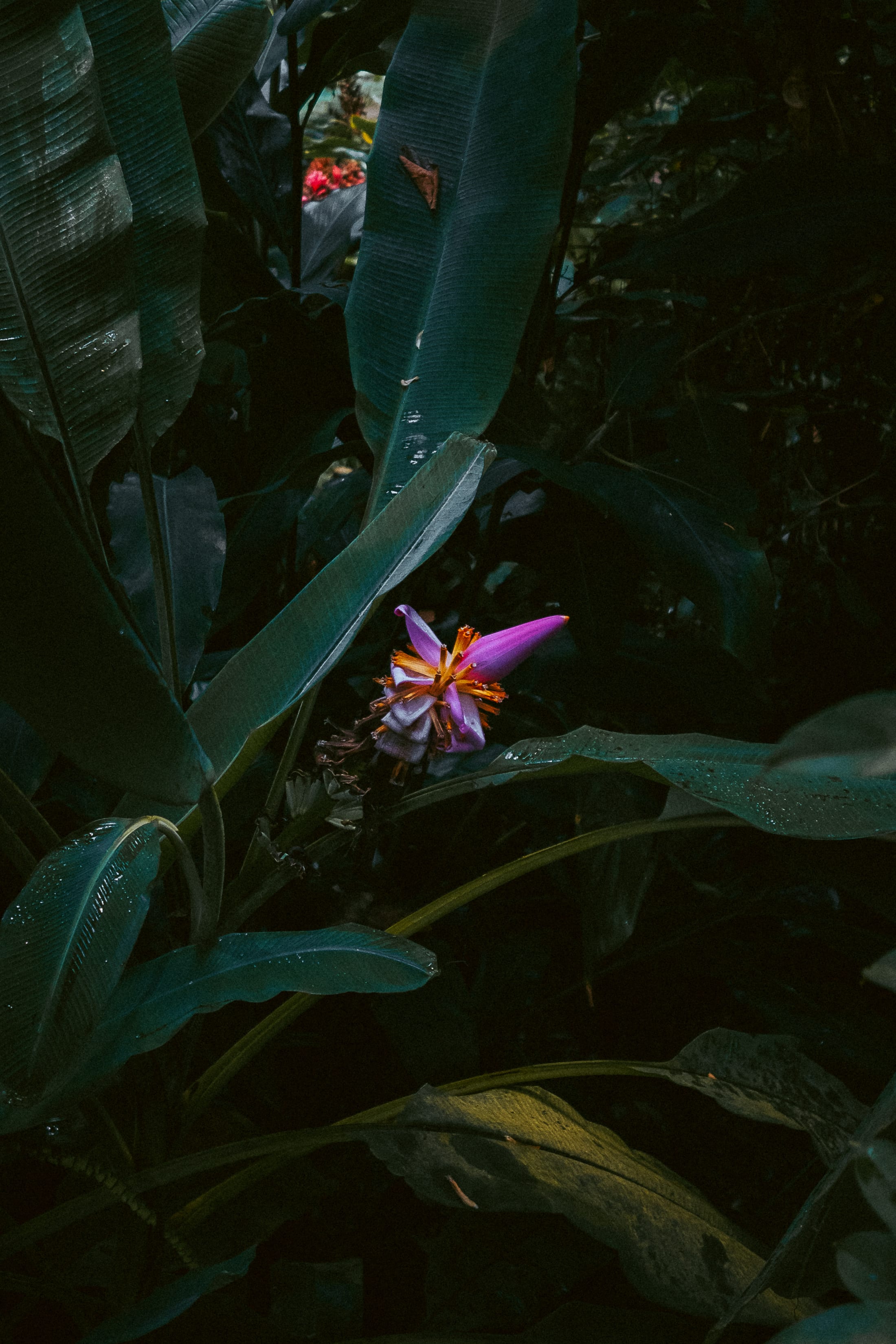 Basel Botanical Garden 004