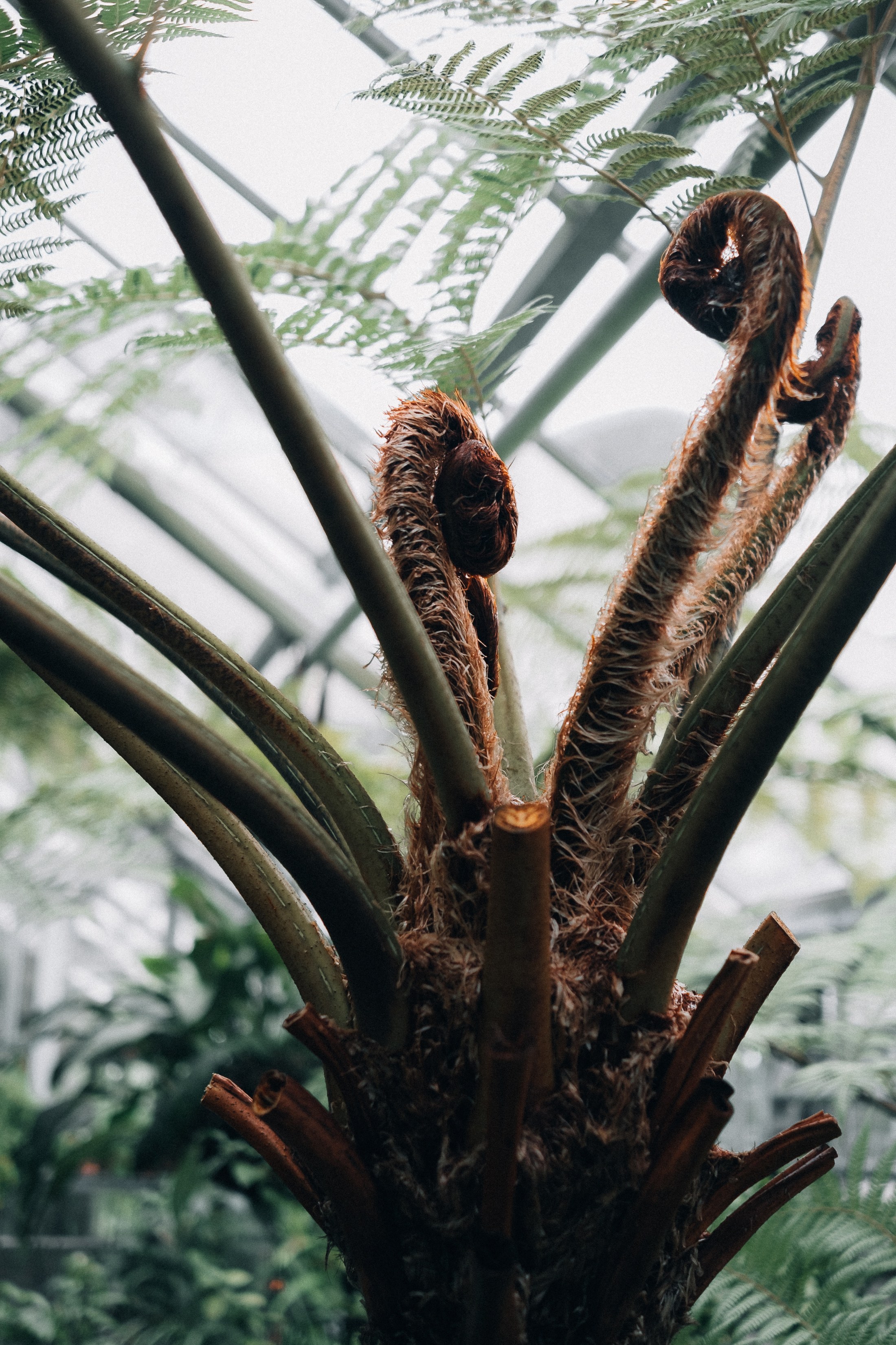 Basel Botanical Garden 007