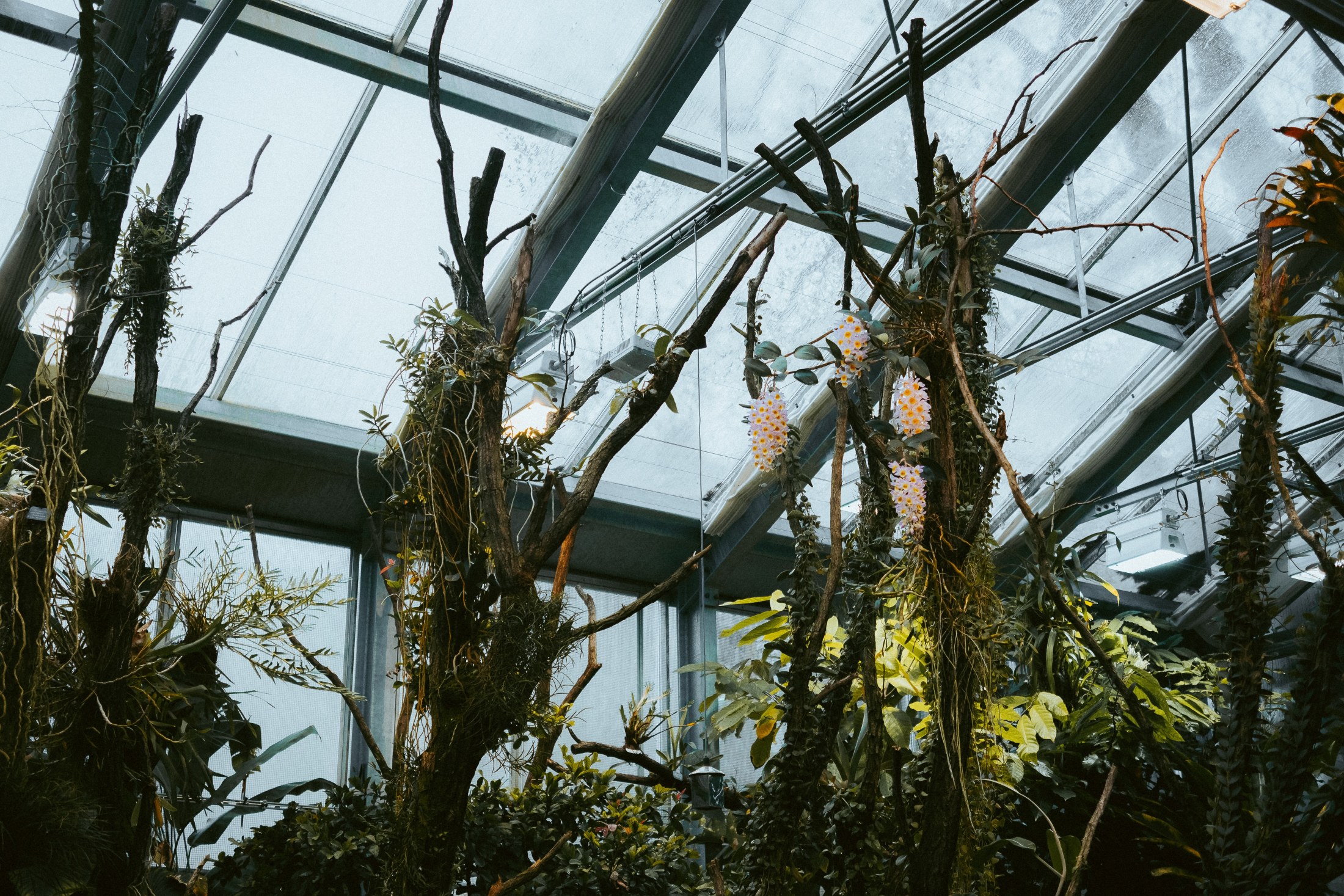 Basel Botanical Garden 005