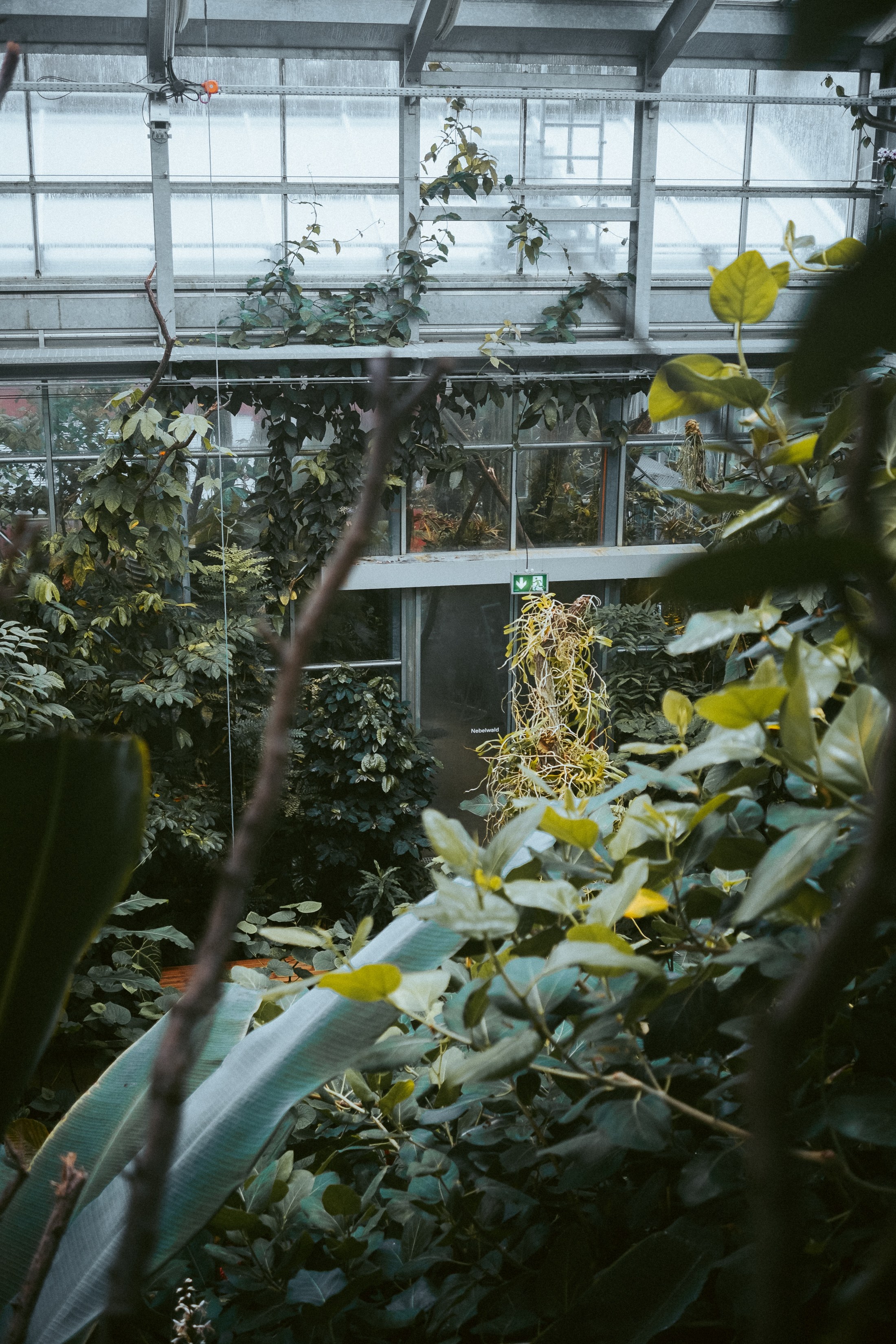 Basel Botanical Garden 002
