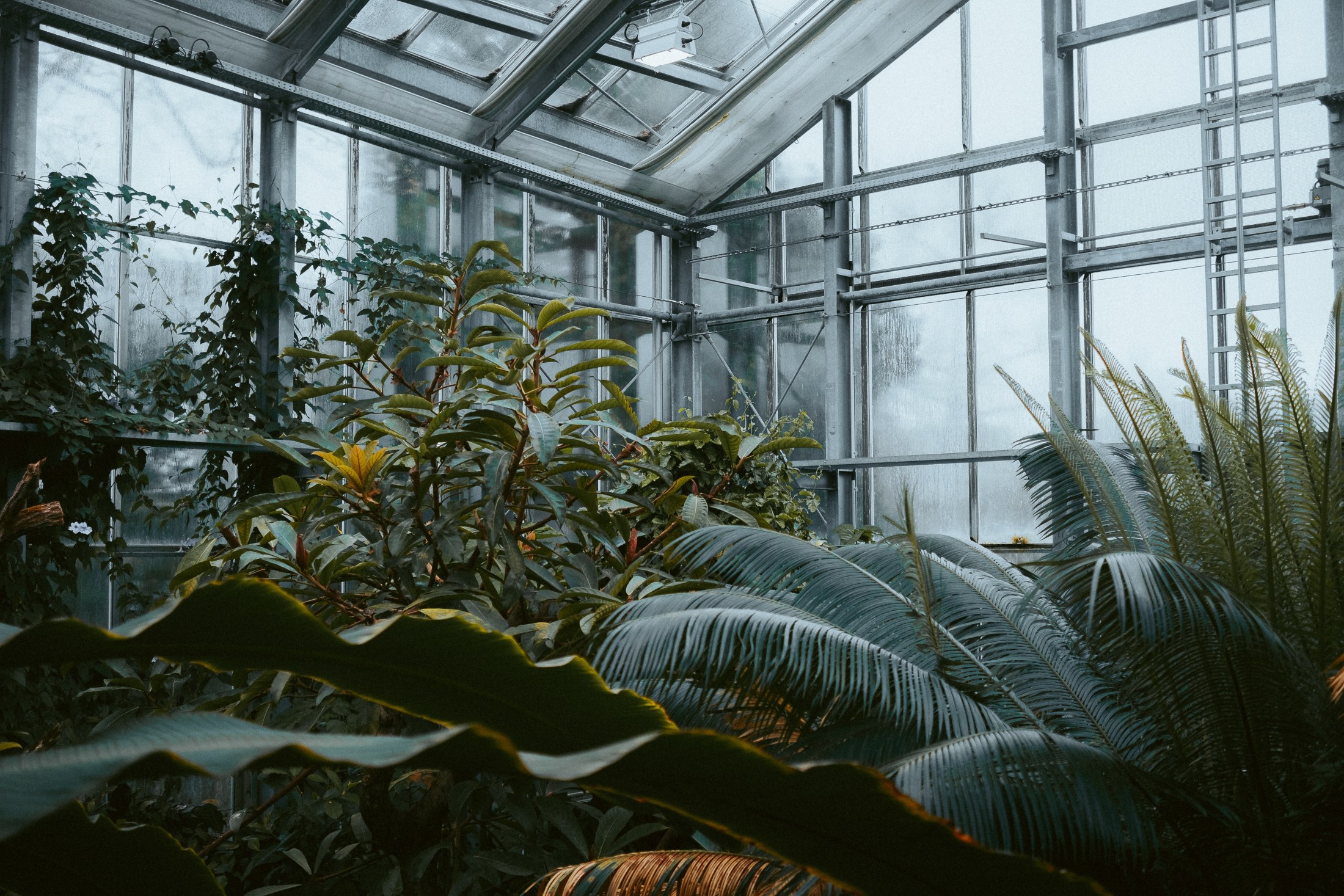 Basel Botanical Garden 001
