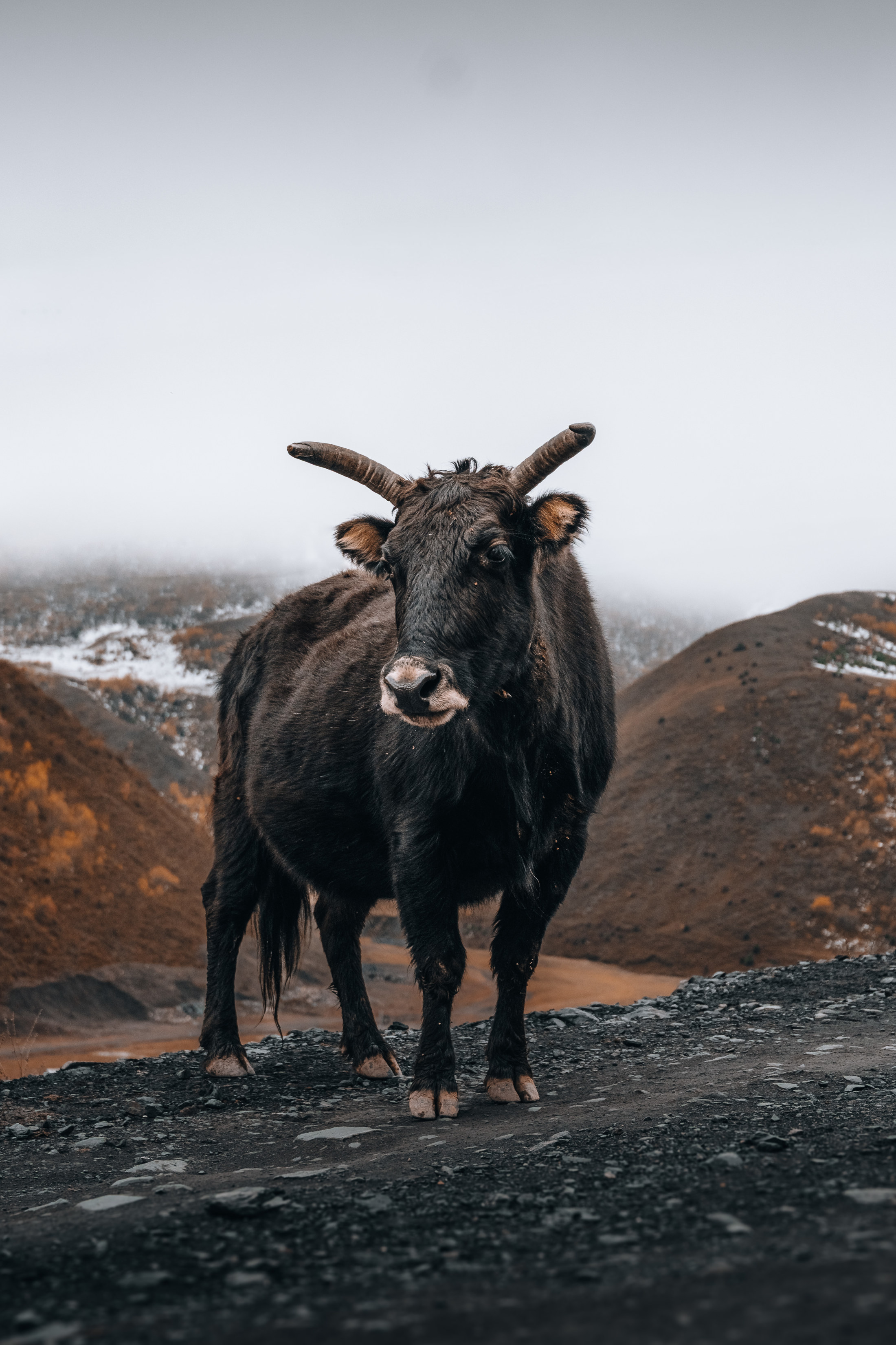 Cow