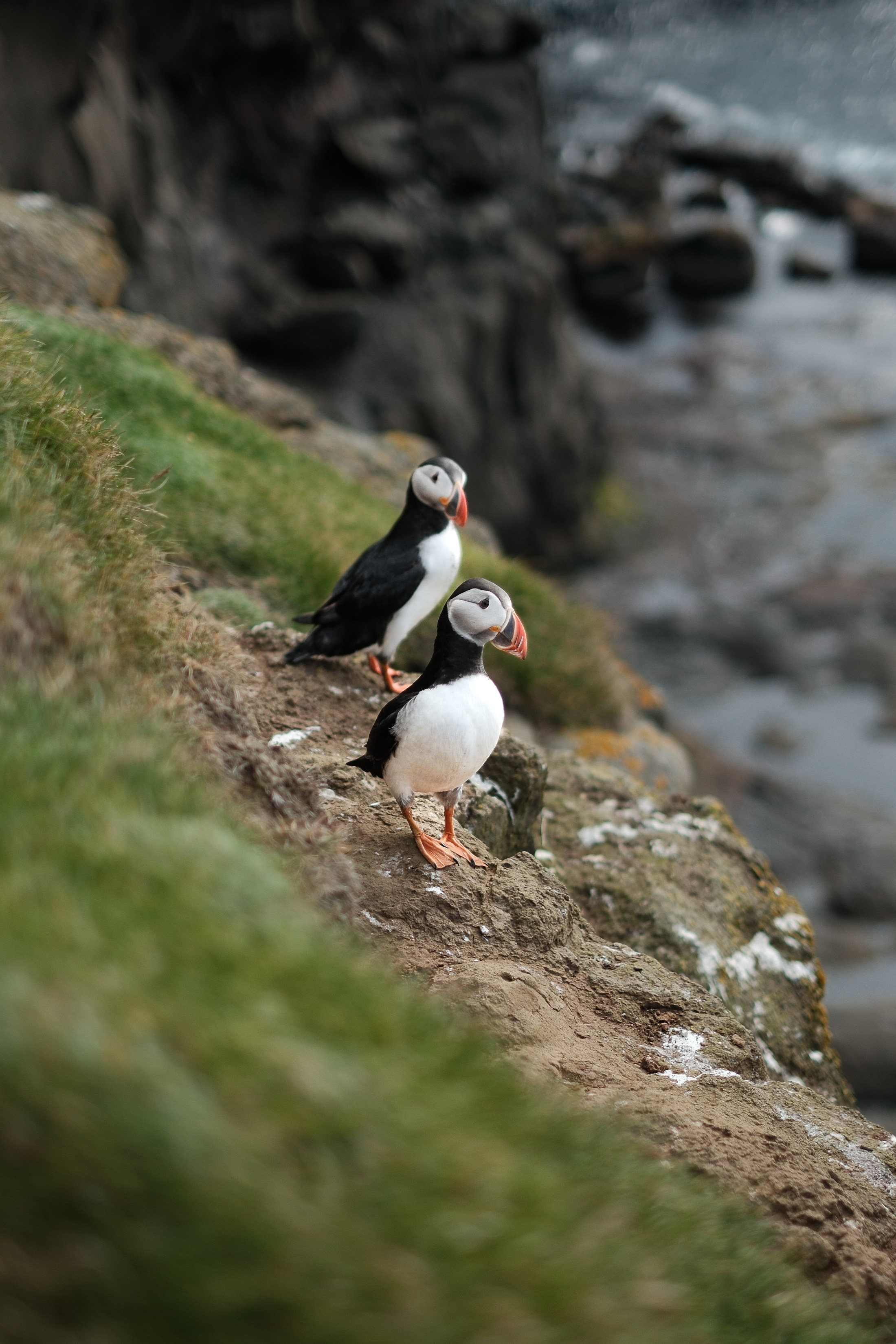 Puffins