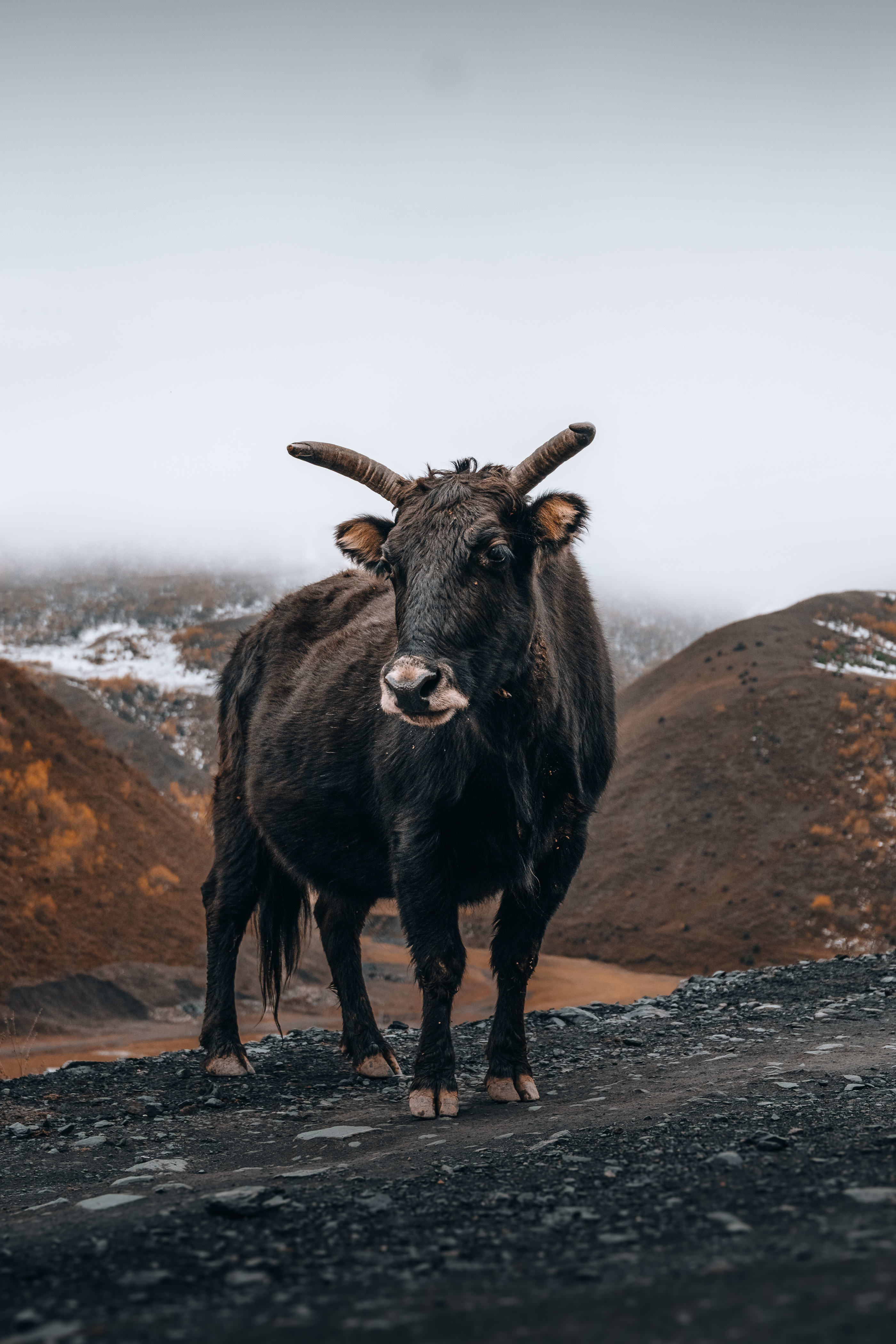 Cow