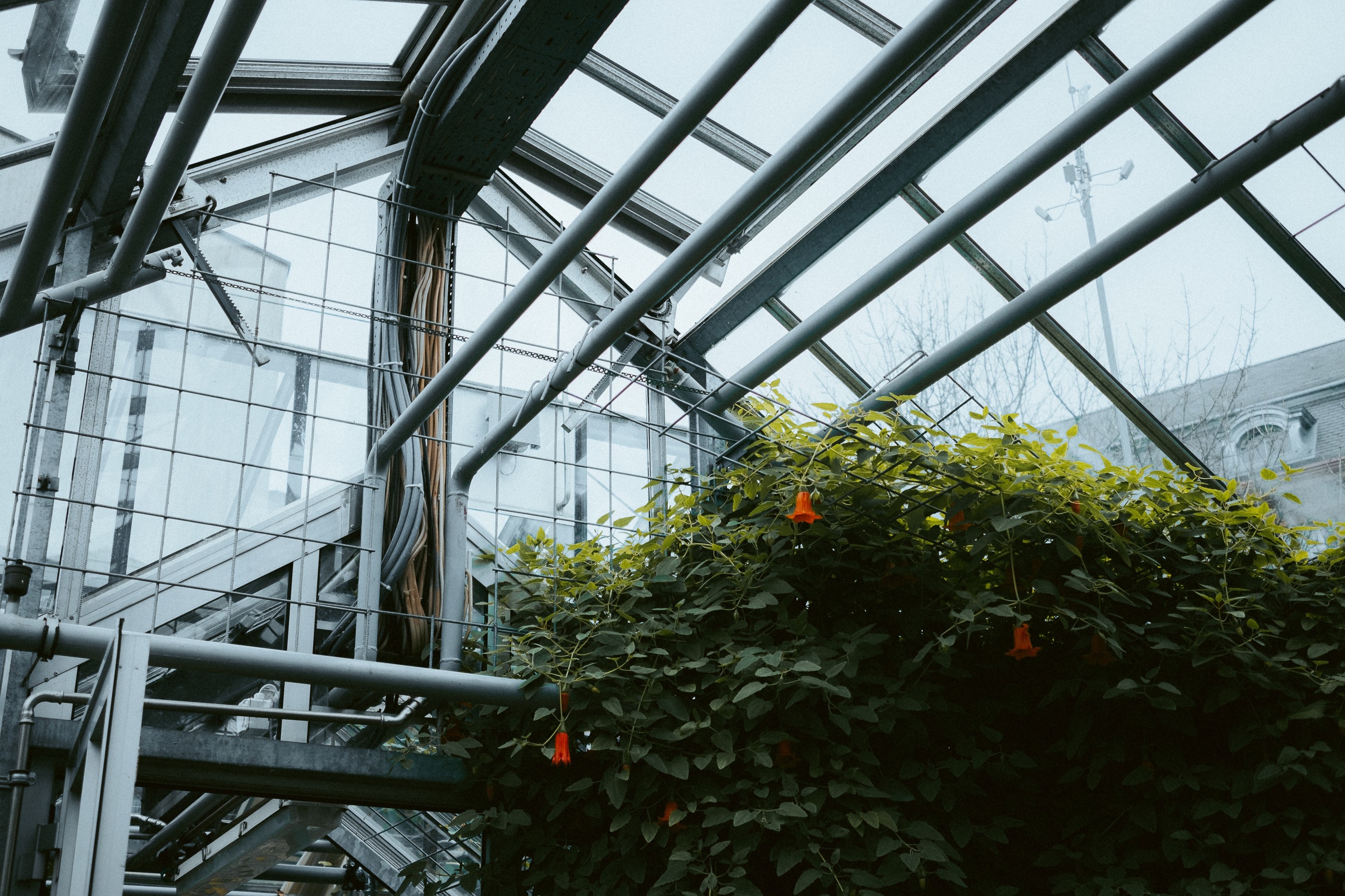 Basel Botanical Garden 008