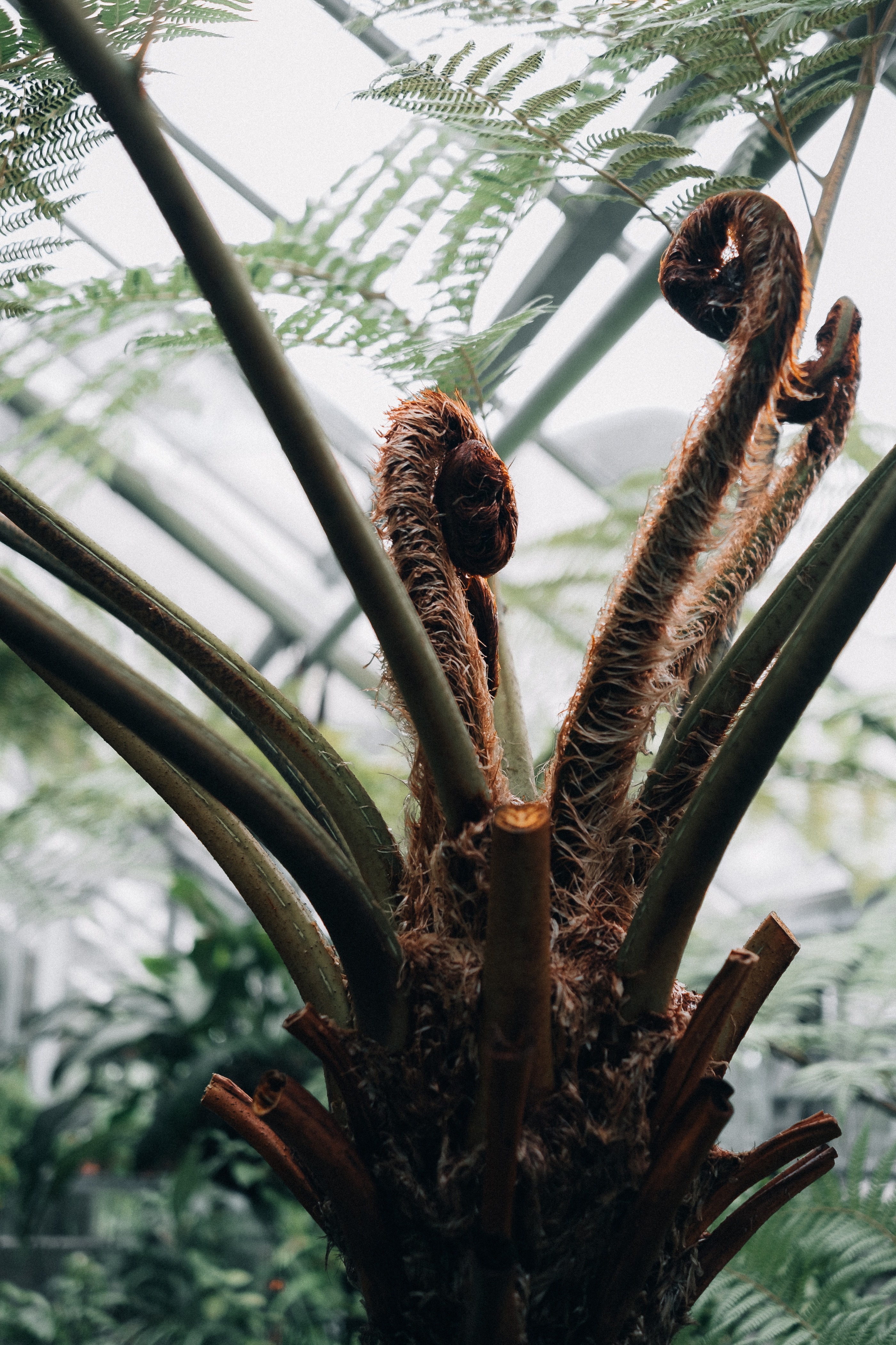 Basel Botanical Garden 007
