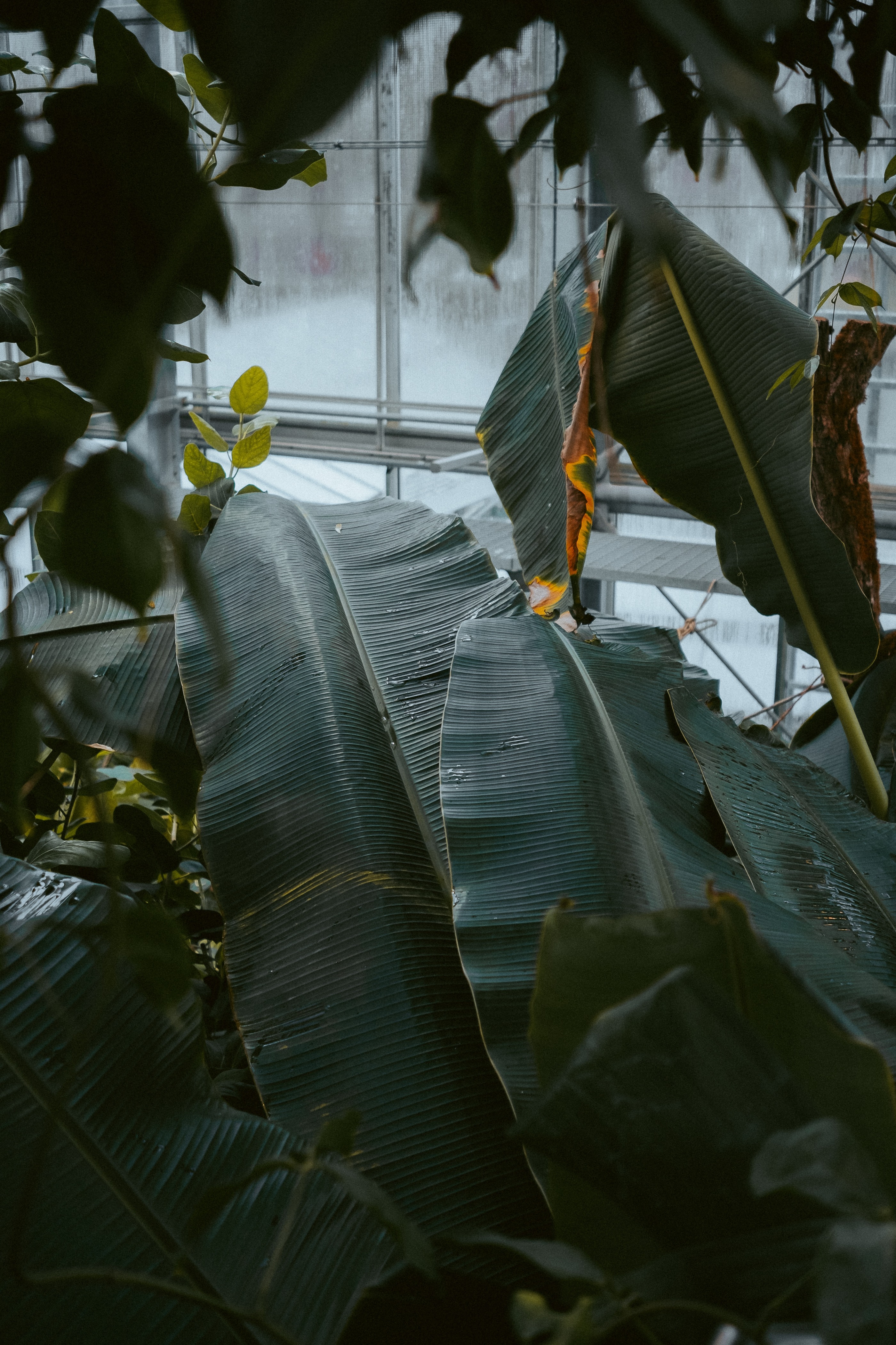 Basel Botanical Garden 003