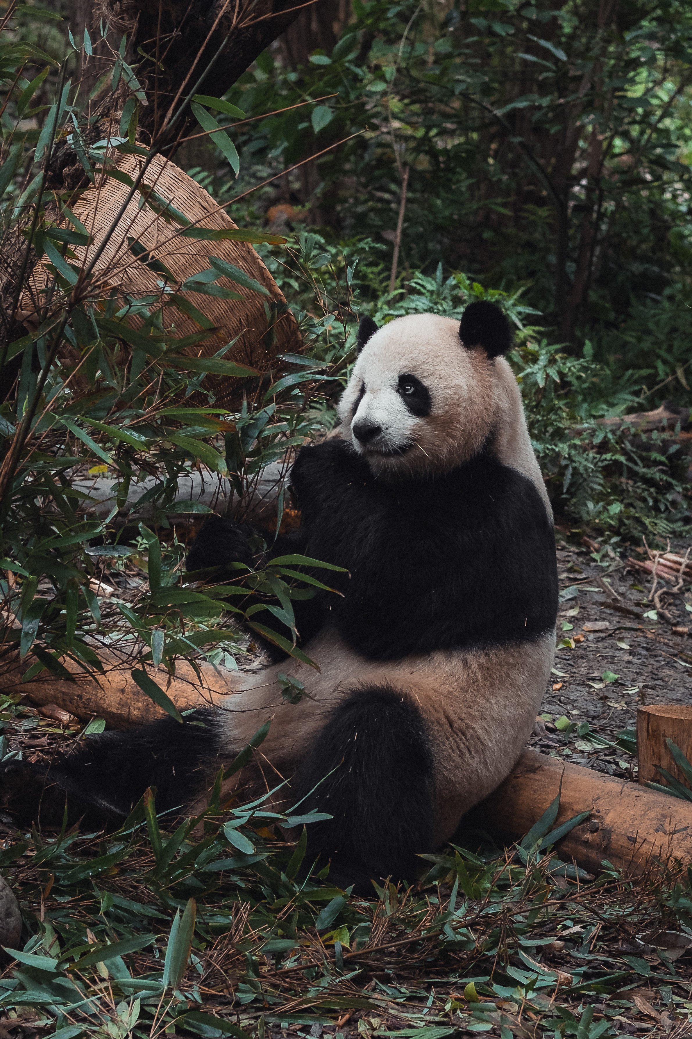 Panda