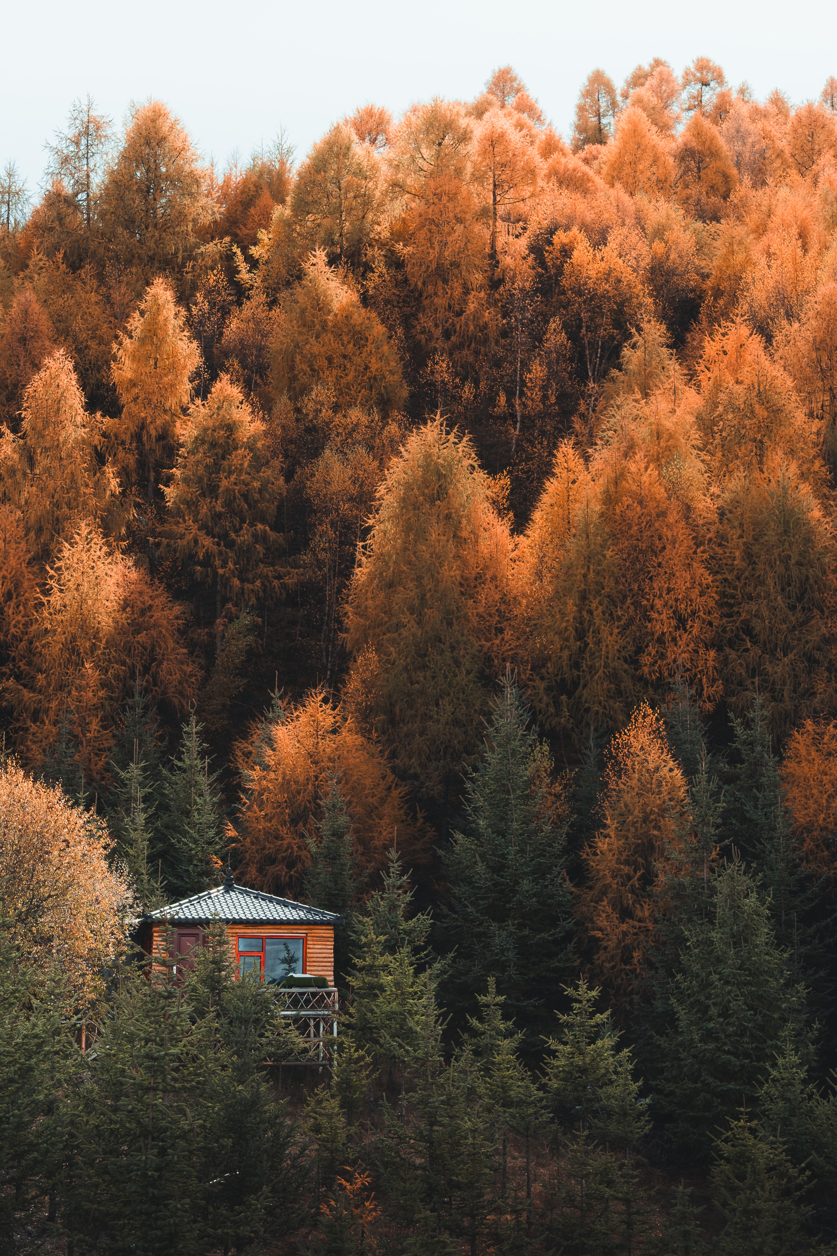 Tree House