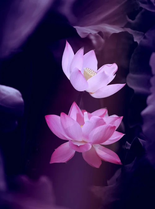Where silence blooms, and the soul finds its color. 🌸💜