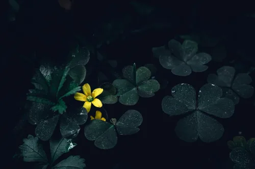 Moody Clover Aesthetic | Dark Nature Photography 🍀🌼