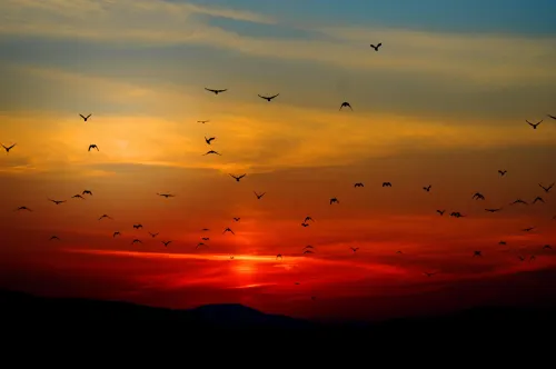 Stunning Sunset Sky with Flying Birds 🌅🕊️ | Nature Photography