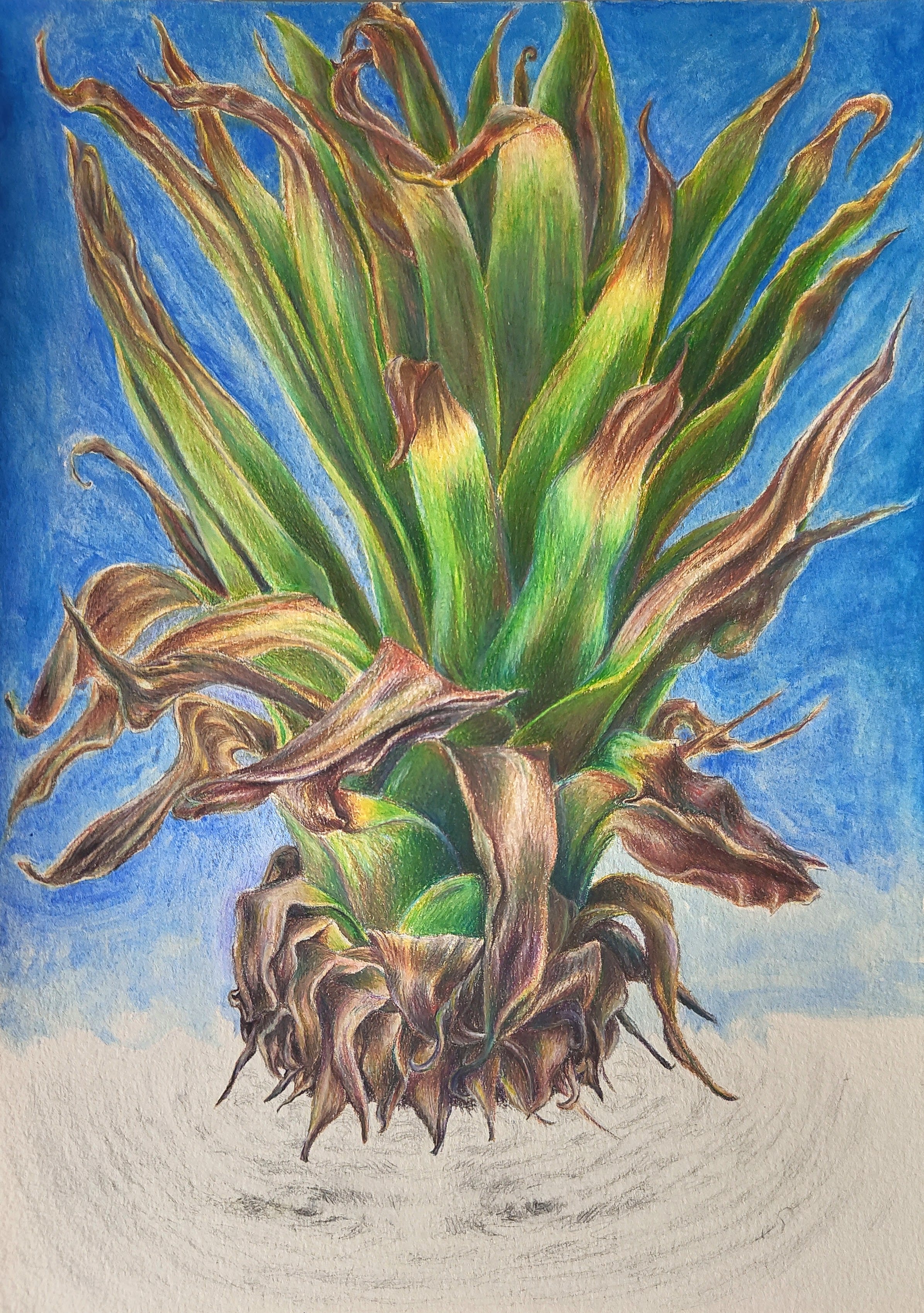 Corona