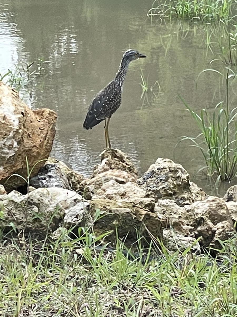 Bird standing on rock next to water