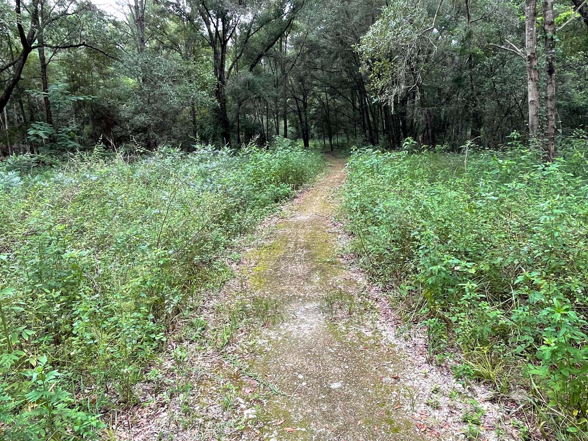 Trail covered in leaves