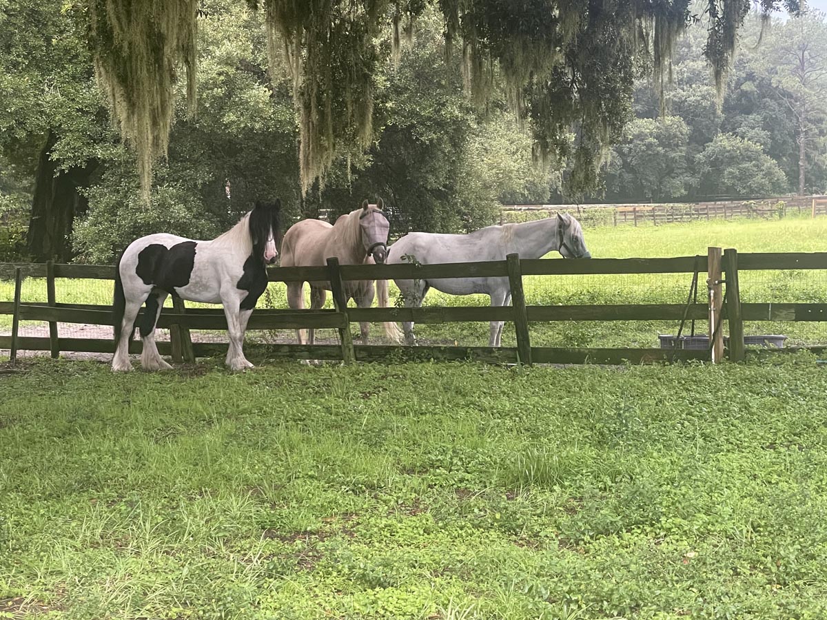 Horses in pasture