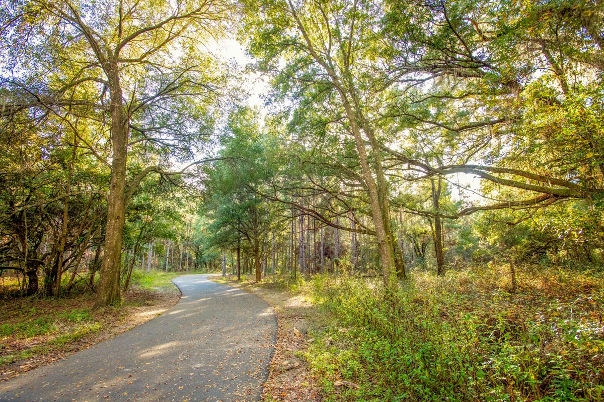 Trees in forest with paved road