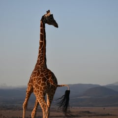 Weekend Safari Crew community