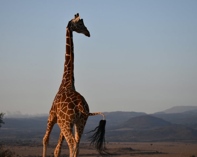 Maasai Mara Weekend Safari poster