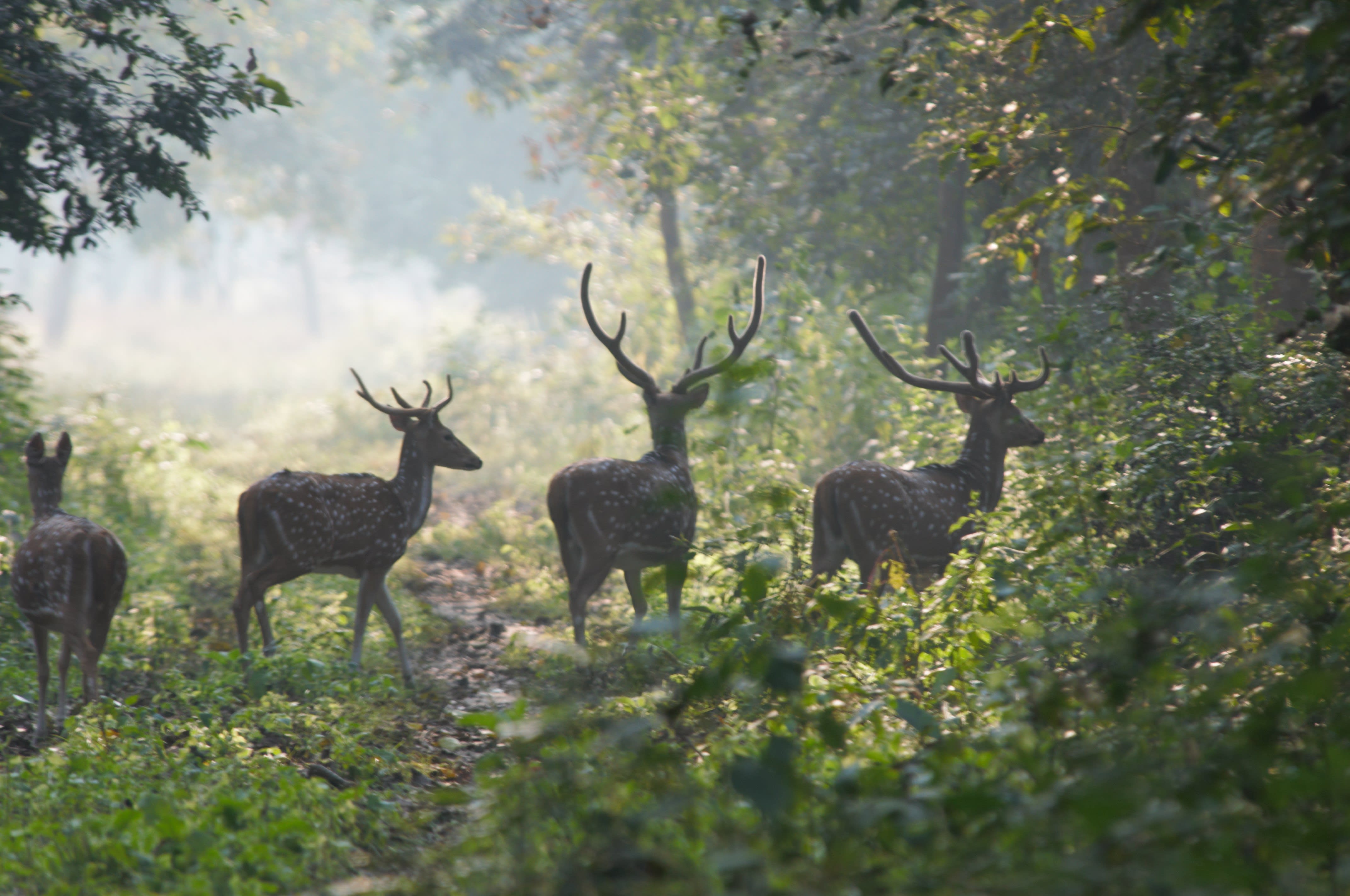 Valmiki Tiger Reserve