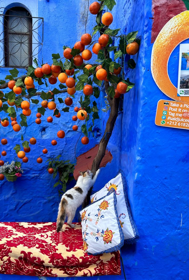 Chefchaouen A Blue Escape in the Rif landscape