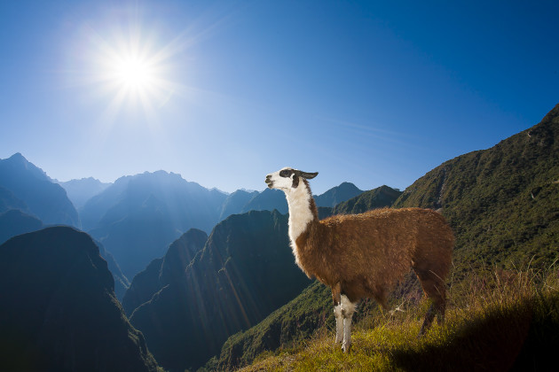 Shot with one of my favourite techniques, Program Mode with TTL auto flash. Point, shoot and take the image, it was that easy. I had my shots of Macchu Picchu and was looking for other photo opportunities. This simple style allowed me to concentrate on the moment and enjoy it as well. The Llama was only in this position for a few seconds. 17-40mm lens @ 17mm, 1/200s @ f13, ISO 100.