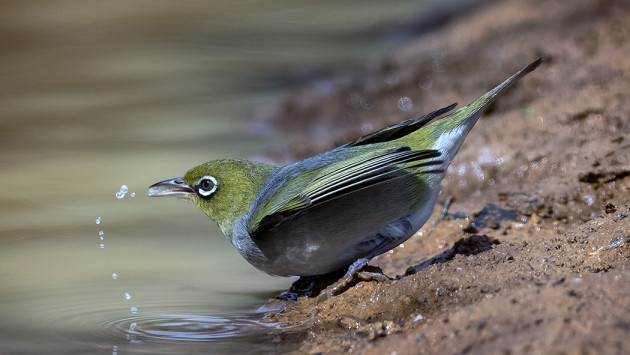 Photo by David Bassett.