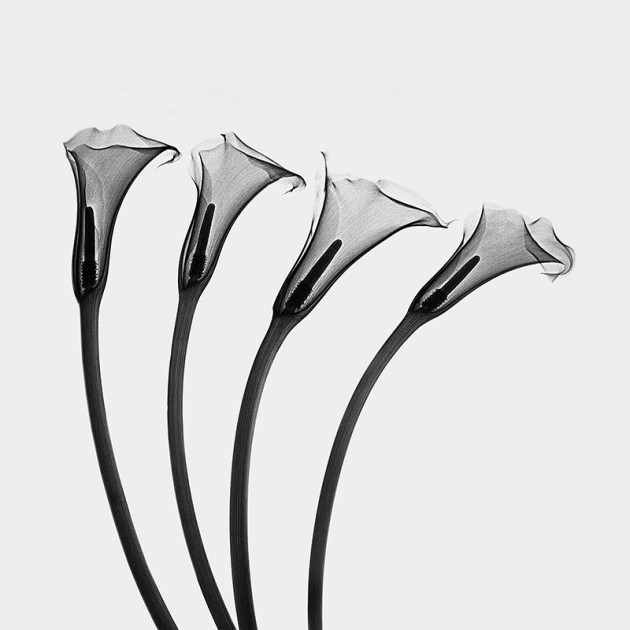 Calla Lilly (Zantesdeschia). © Jacqui Dean.