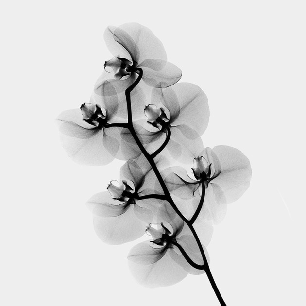 Phalaenopsis Orchid (Phalaenopsis amabilis). © Jacqui Dean.