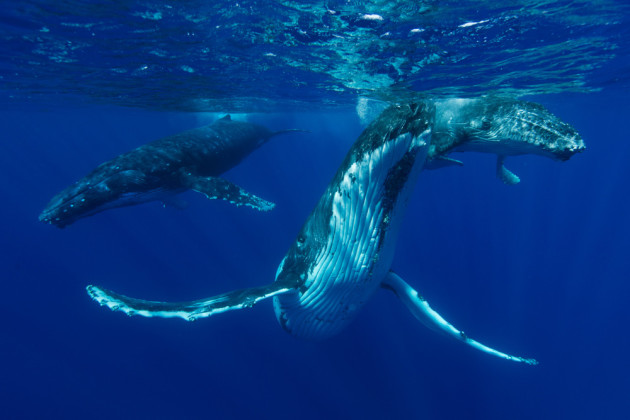 Photo by Jorgen Rasmussen from the series 'Touched by a Whale.' Winner, 2015 Nature Photographer of the Year.