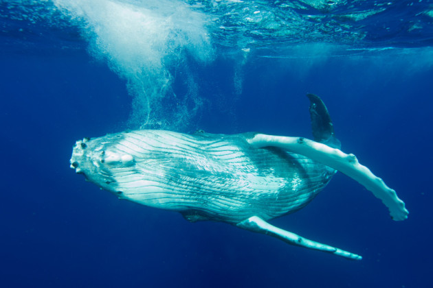 Photo by Jorgen Rasmussen from the series 'Touched by a Whale.' Winner, 2015 Nature Photographer of the Year.