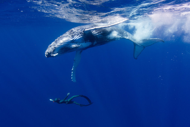 Photo by Jorgen Rasmussen from the series 'Touched by a Whale.' Winner, 2015 Nature Photographer of the Year.