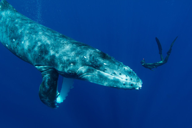 Photo by Jorgen Rasmussen from the series 'Touched by a Whale.' Winner, 2015 Nature Photographer of the Year.
