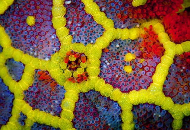 Photo by Nick Terry from the portfolio 'The Underwater World.' Runner Up, 2015 Nature Photographer of the Year.