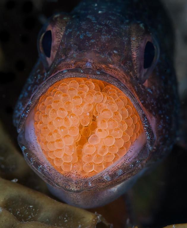 Photo by Nick Terry from the portfolio 'The Underwater World.' Runner Up, 2015 Nature Photographer of the Year.