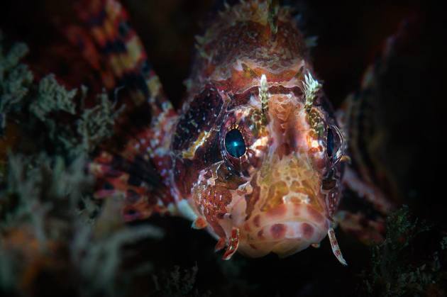 Photo by Nick Terry from the portfolio 'The Underwater World.' Runner Up, 2015 Nature Photographer of the Year.