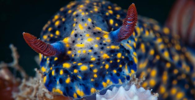 Photo by Nick Terry from the portfolio 'The Underwater World.' Runner Up, 2015 Nature Photographer of the Year.