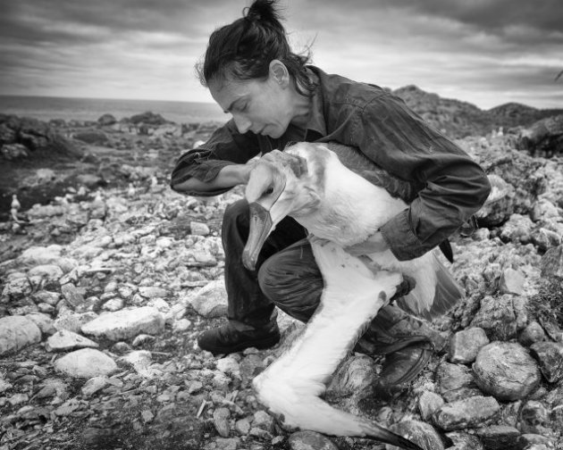 On Albatross Island, 2015. © Matthew Newton.
Albatross Island is located off the north-western tip of Tasmania. It is home to 5,200 pairs of Shy Albatross, who are endemic to Tasmania. The Tasmanian government has maintained a long term monitoring program on the island for over thirty years. The program is currently overseen by marine biologist Dr Rachael Alderman, who has been visiting the island throughout the year for over a decade. After a day of banding and fitting miniature satellite tracking devices, her hands and forearms are bitten and bleeding. These are wounds of love; they mark an engaged scientist’s deep affection for an extraordinary bird.