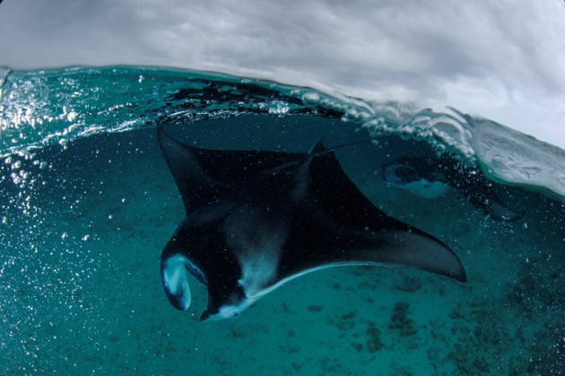 Photo: Thomas Peschak, National Geographic.