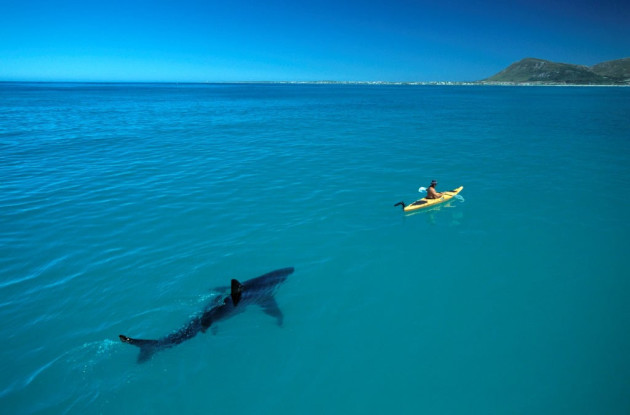 Photo: Thomas Peschak, National Geographic.