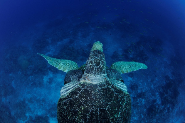 Photo: Thomas Peschak, National Geographic.